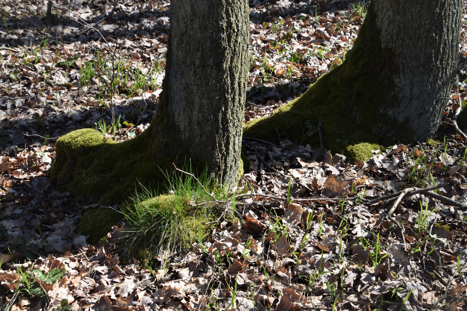 Die Natur lebt nicht ......