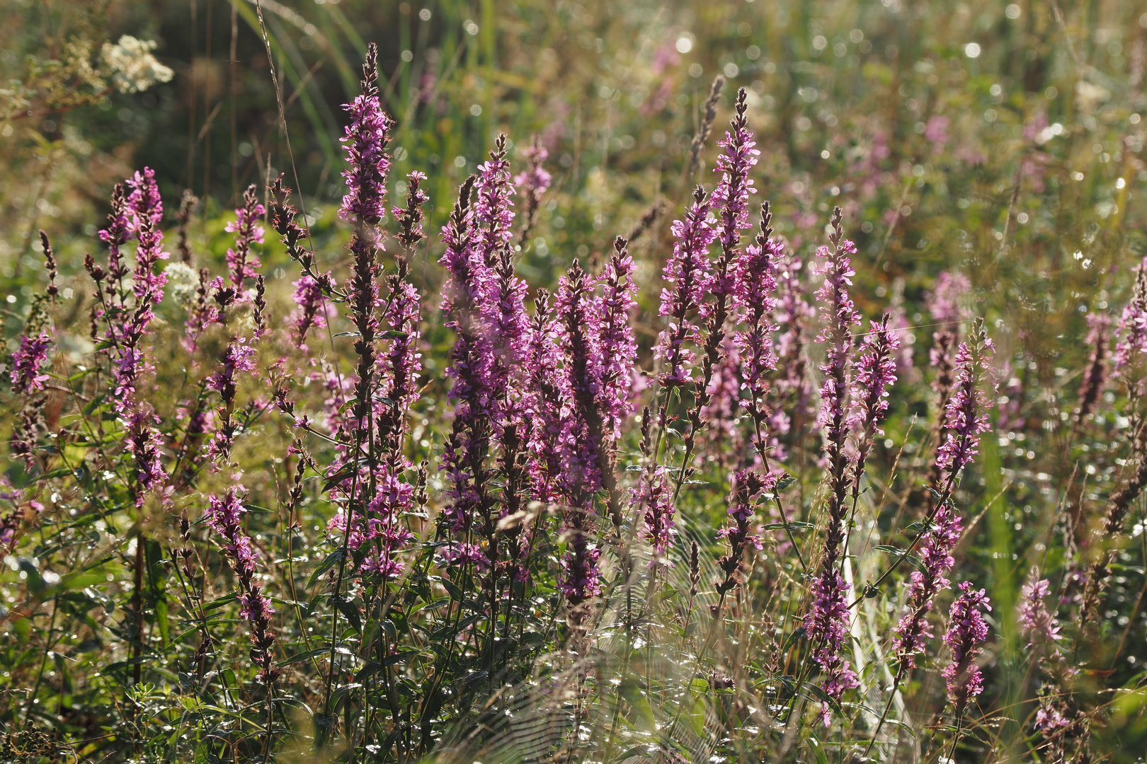 die natur machen lassen