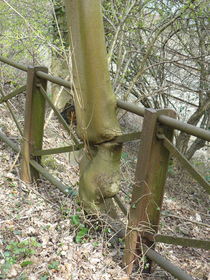 Die Natur macht auch nicht vor Stahl halt