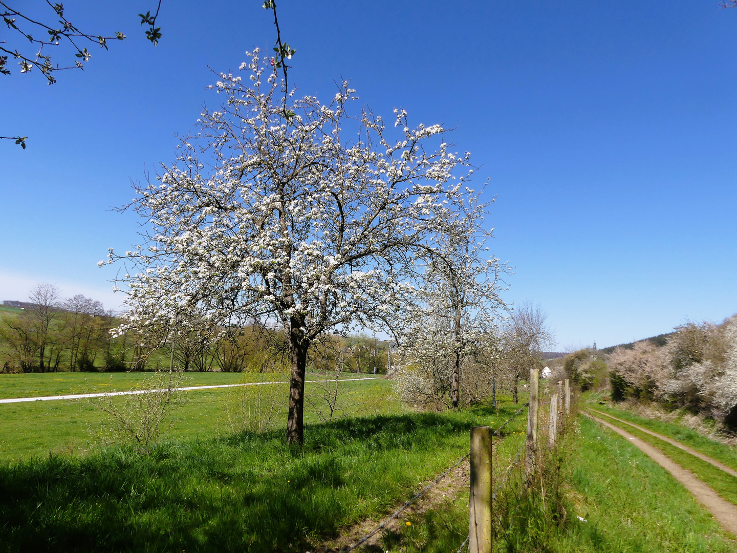 Die Natur macht große Fortschritte