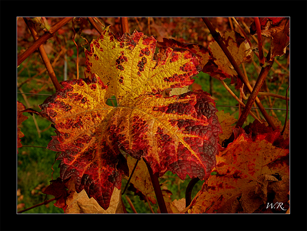 Die Natur malt die schönsten Bilder.....:-))