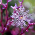 Die Natur malt uns Bilder unendlicher Schönheit!