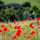 Die Natur muss gefühlt werden 