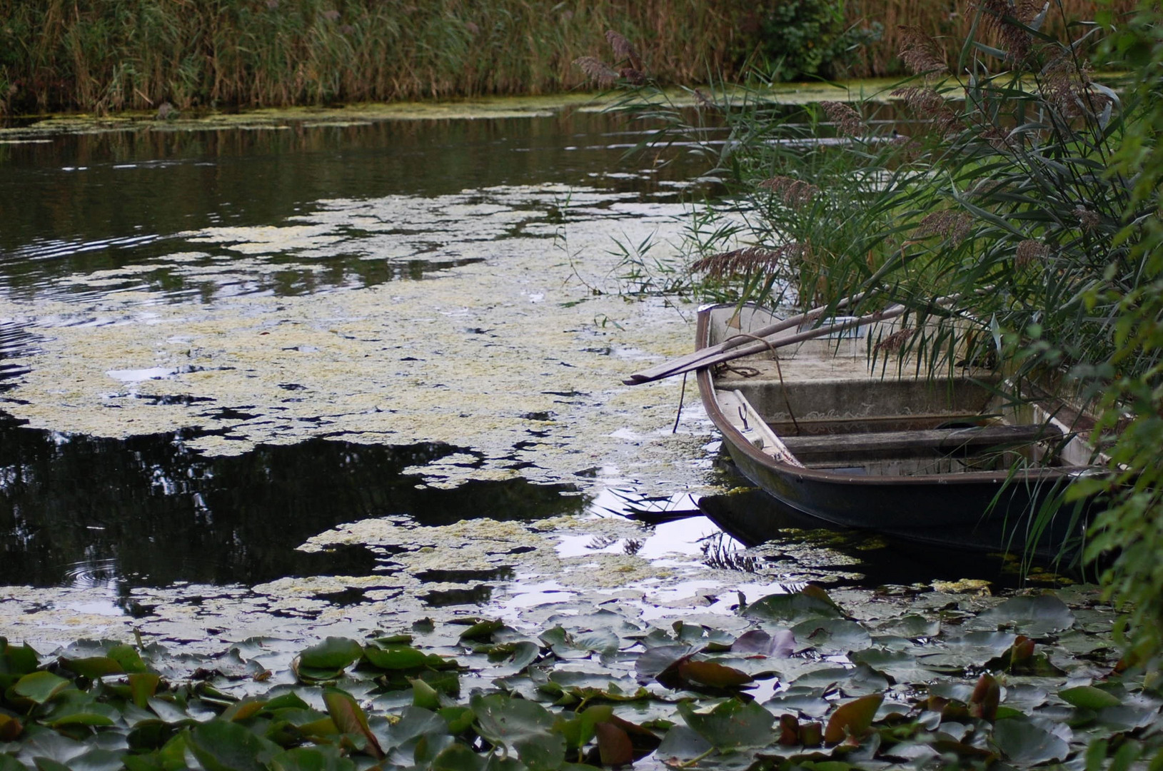 Die Natur nimmt ihren Lauf 