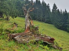 Die Natur nimmt ihren Lauf