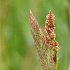 die Natur nimmt passendes zusammen