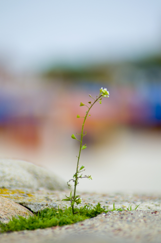 Die Natur nimmt sich alles zurück