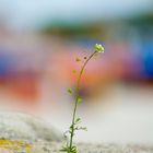 Die Natur nimmt sich alles zurück