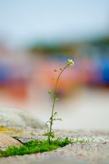 Die Natur nimmt sich alles zurück