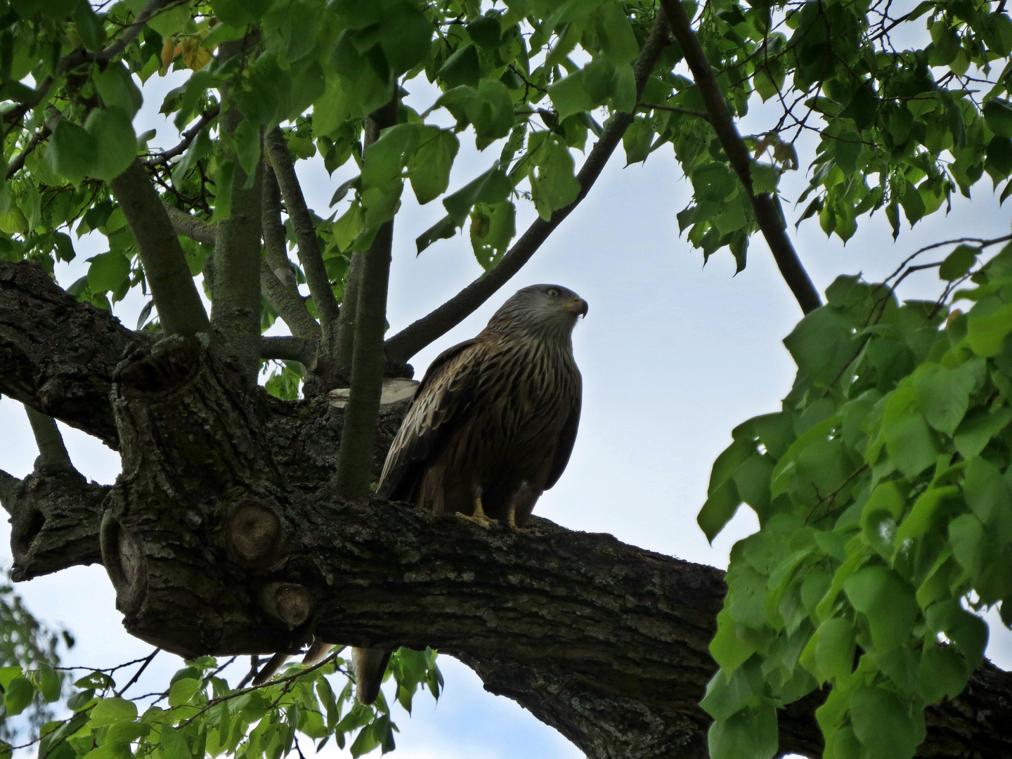 Die Natur pur