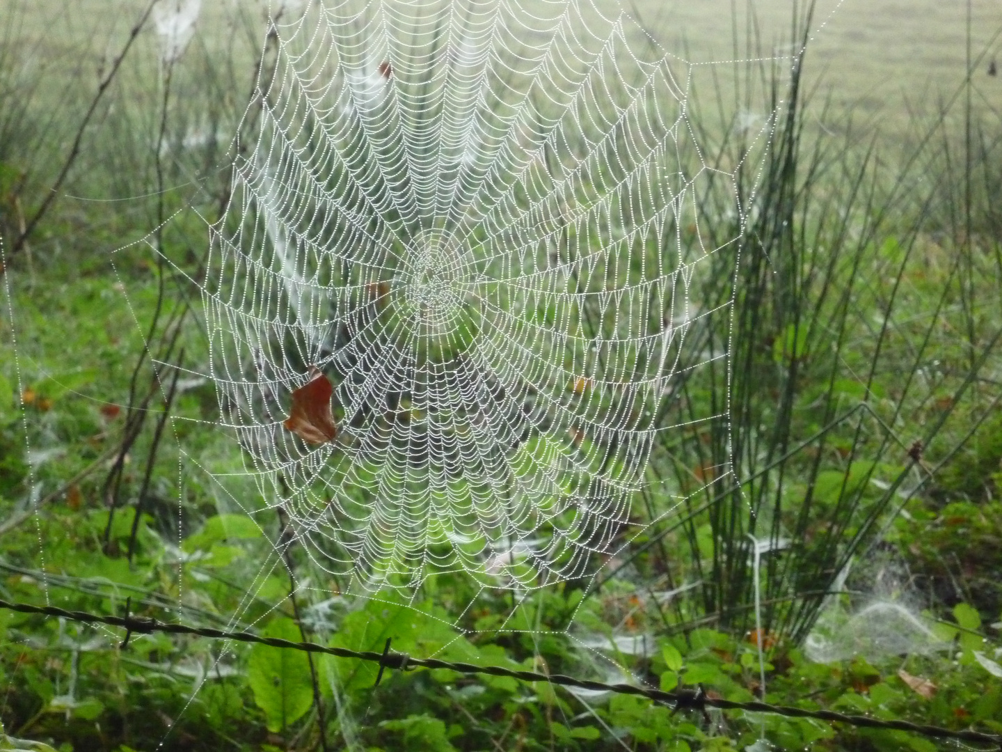 Die Natur schafft die schönsten Kunstwerke