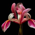 Die Natur schenkt uns die tollsten Blumen - ( Stacking Bild )  