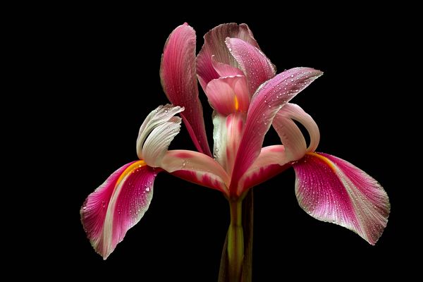 Die Natur schenkt uns die tollsten Blumen - ( Stacking Bild )  