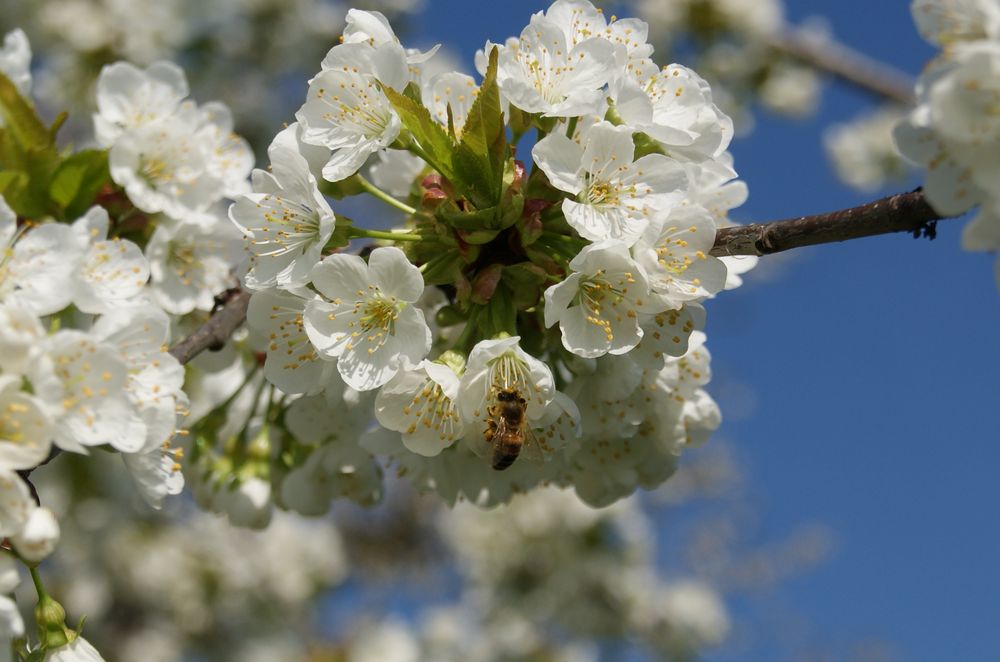 die Natur schlägt aus