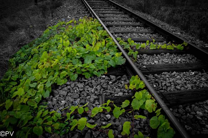 die Natur schlägt zurück