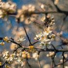 die Natur schützt Ihre Kinder