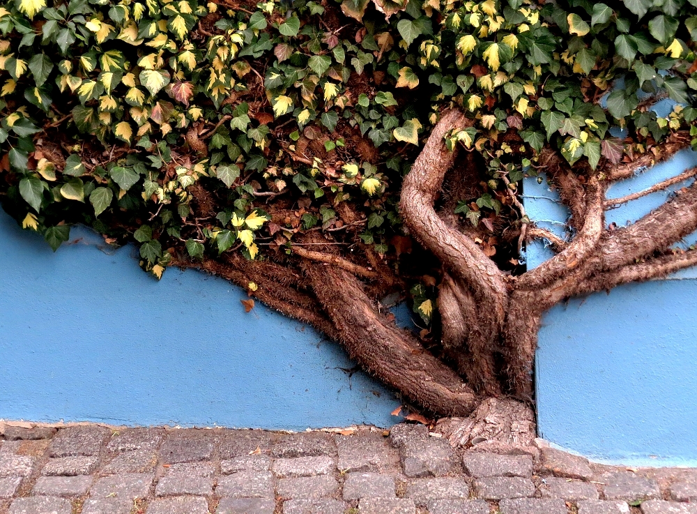 Die Natur setzt sich durch