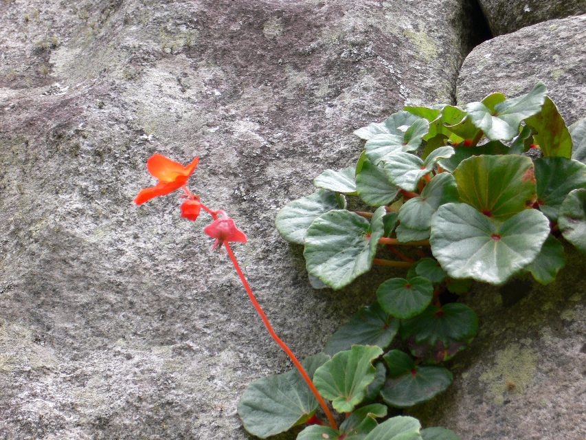 Die Natur setzt sich durch.