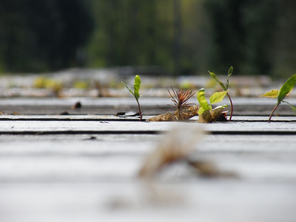 die Natur setzt sich immer durch