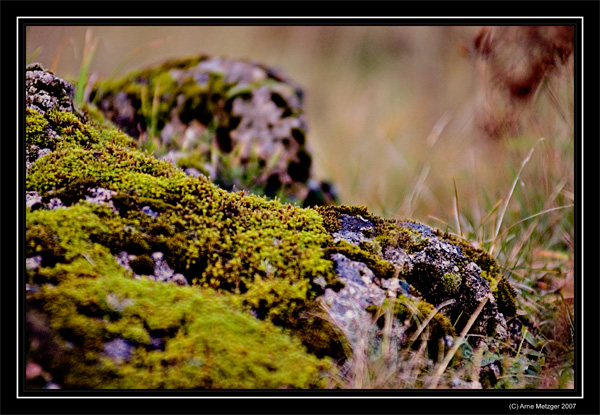 die Natur siegt