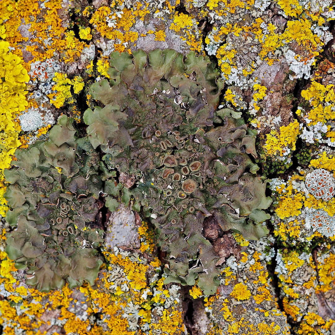 Die Natur sorgt immer für Überraschungen! - Lichen acetabulum, trouvé sur une écorce d'arbre.