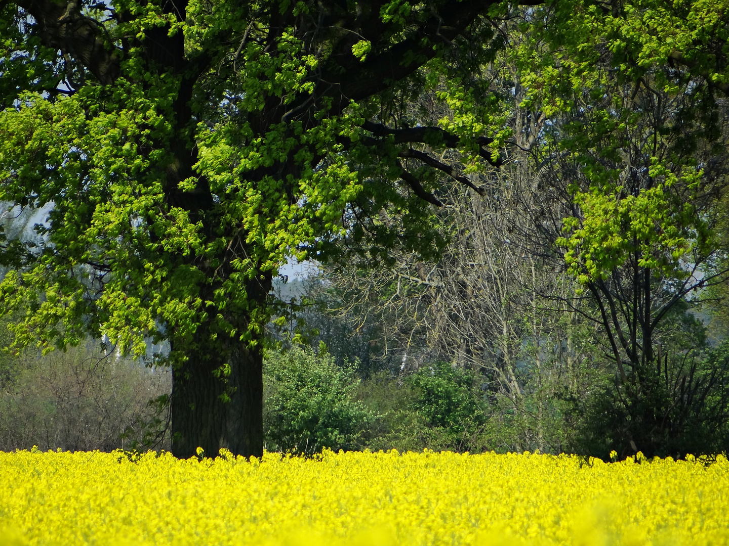 Die Natur startet durch