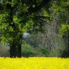 Die Natur startet durch