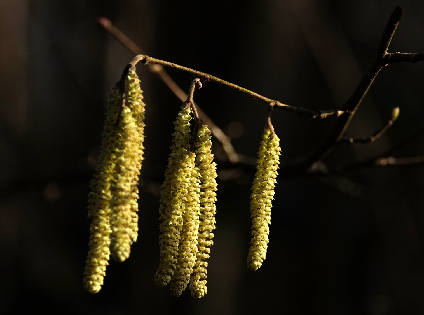 Die Natur steht auf Frühling..