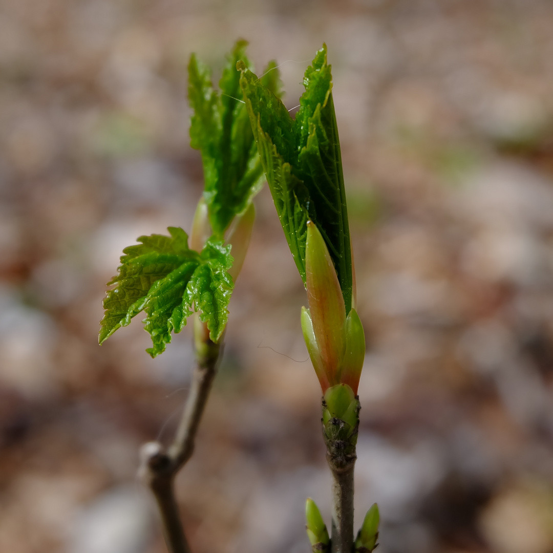 Die Natur steht in den Startlöchern