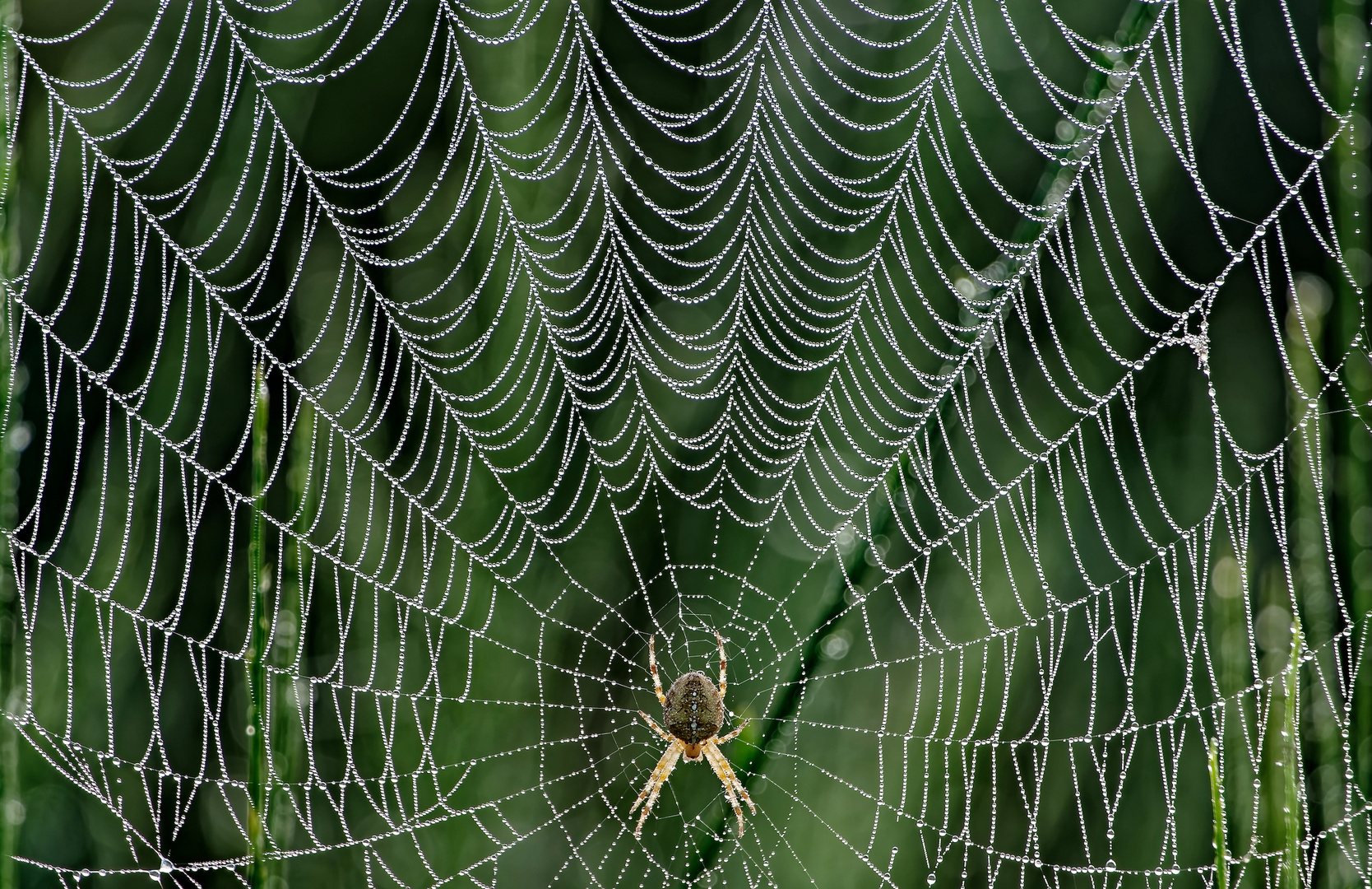 Die Natur strebt...