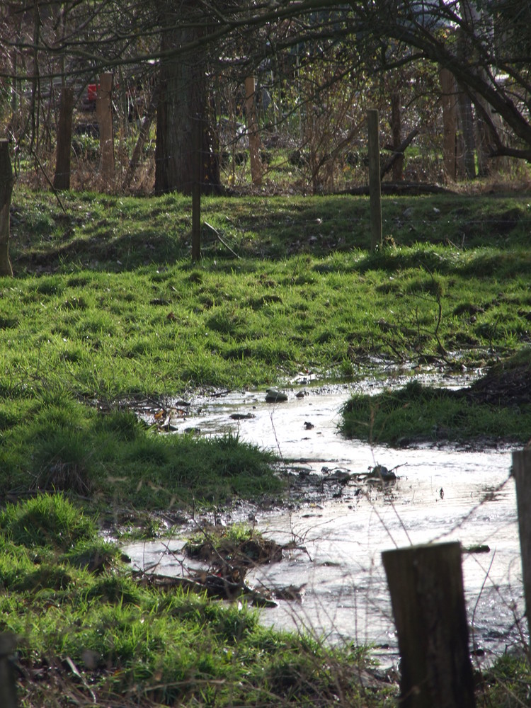 Die Natur sucht sich ihre eigenen Wege