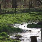 Die Natur sucht sich ihre eigenen Wege