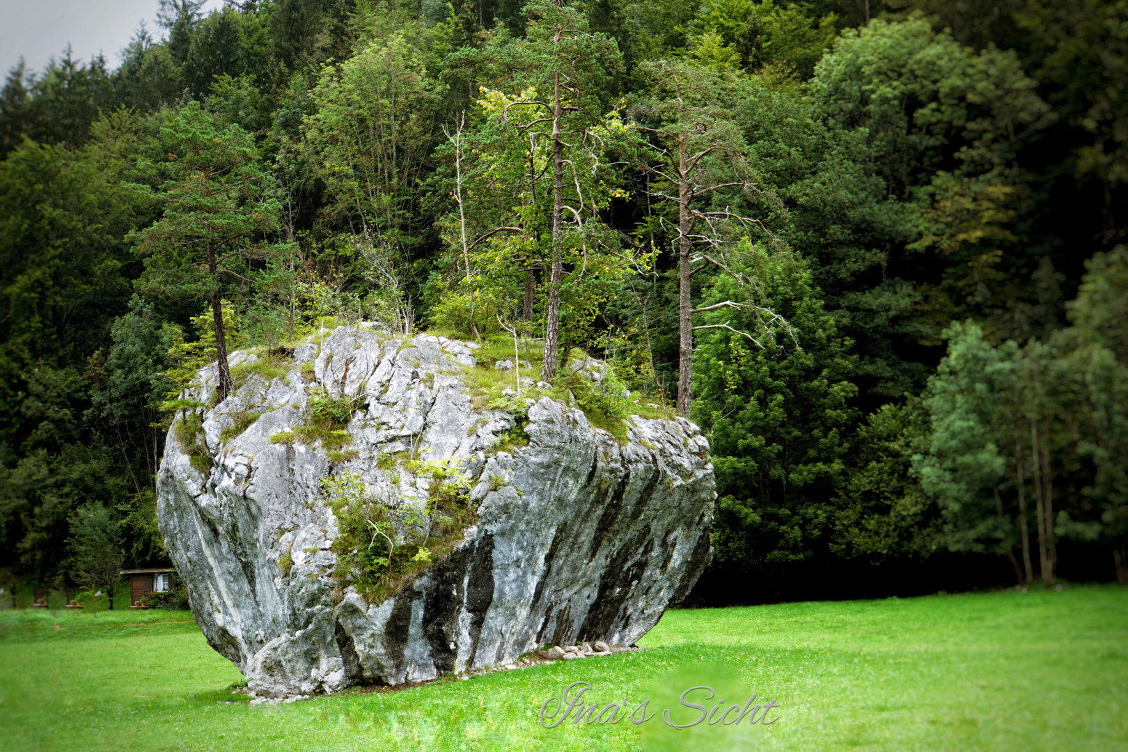 Die Natur sucht sich ihren Weg