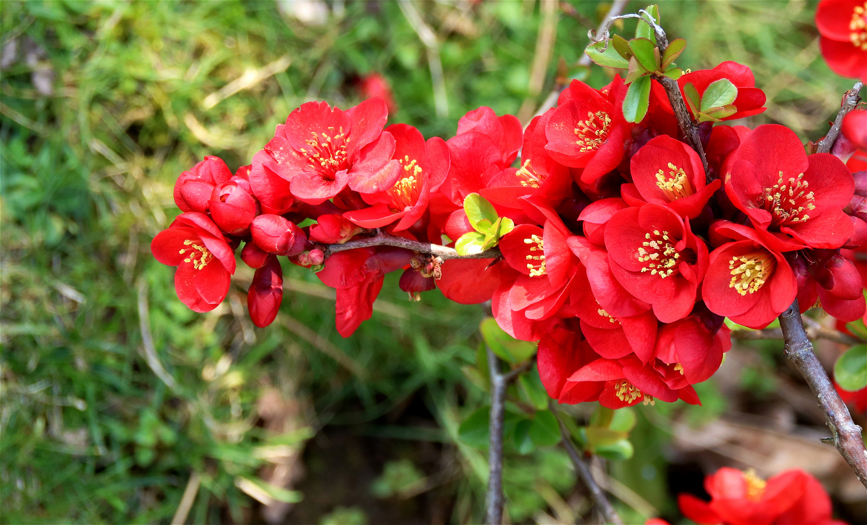 Die Natur trägt wieder Farbe