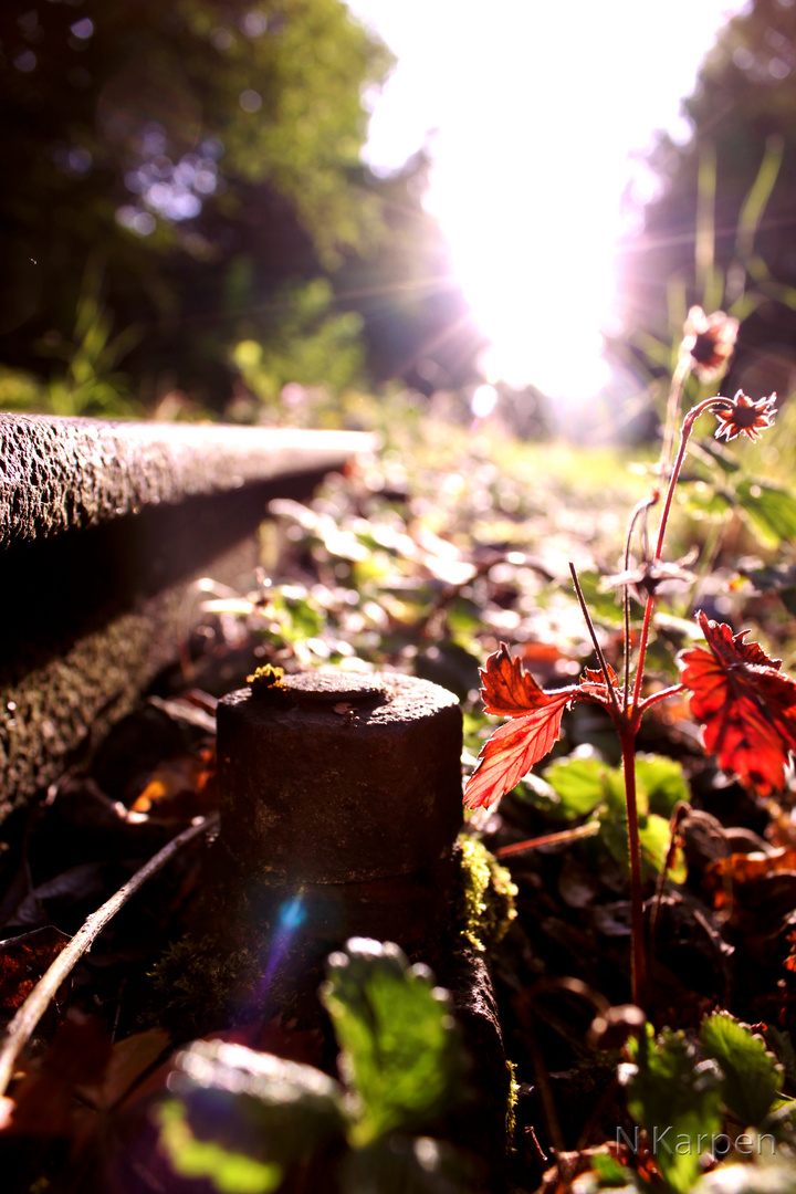 Die Natur übernimmt