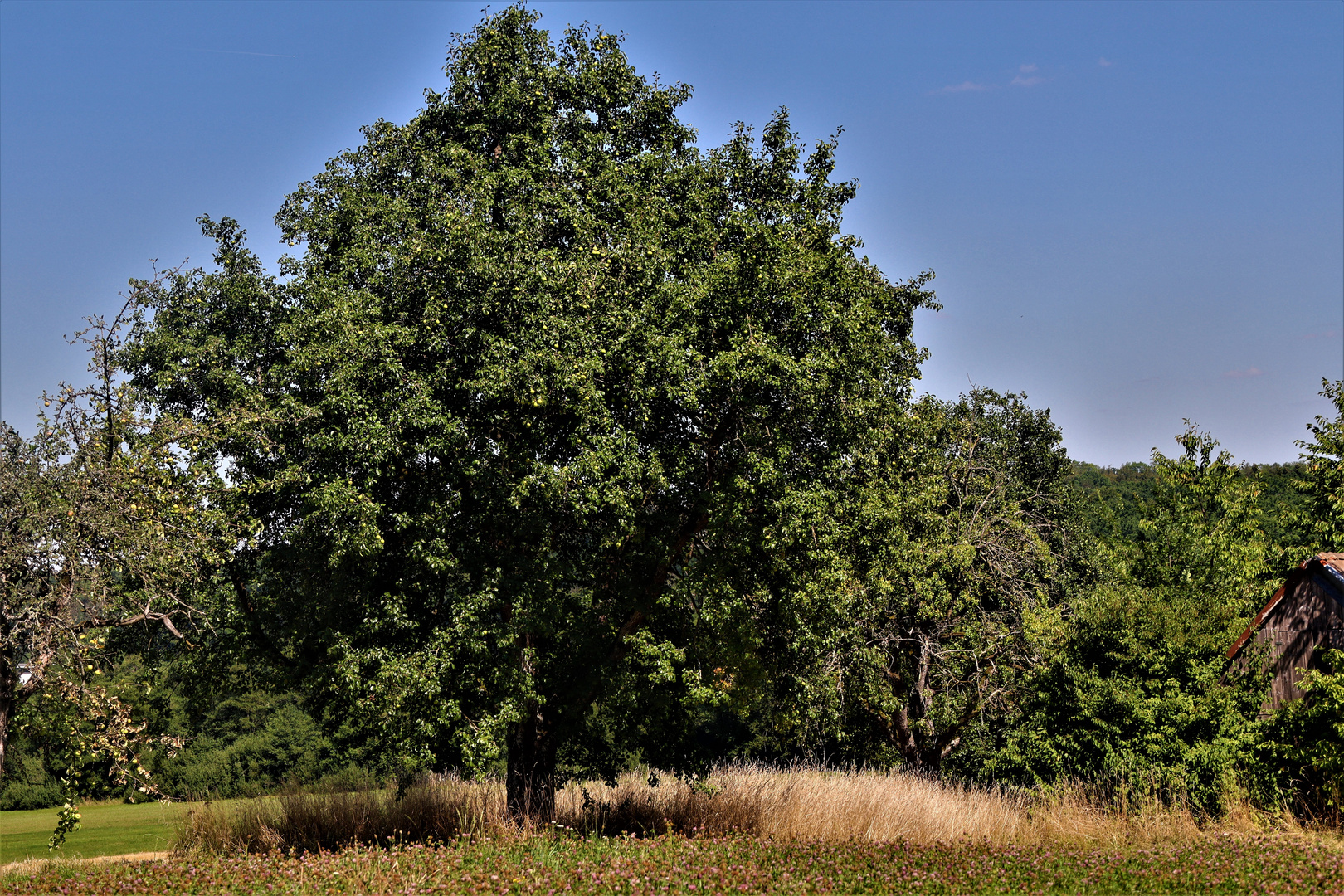 die Natur um Göppingen im August 2022