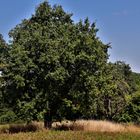 die Natur um Göppingen im August 2022