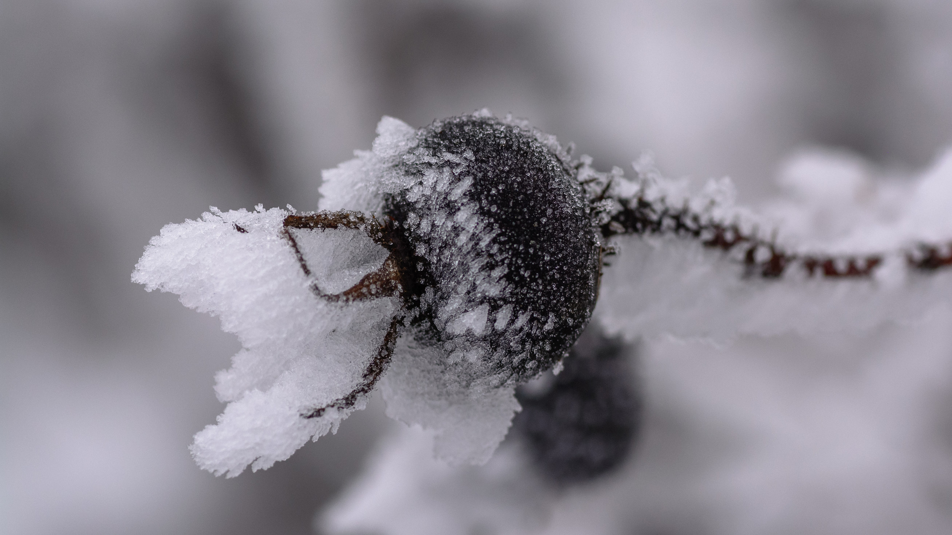 Die Natur umhüllt ein eisig Kleid