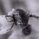 Die Natur umhüllt ein eisig Kleid