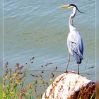 Die Natur und der Stacheldraht