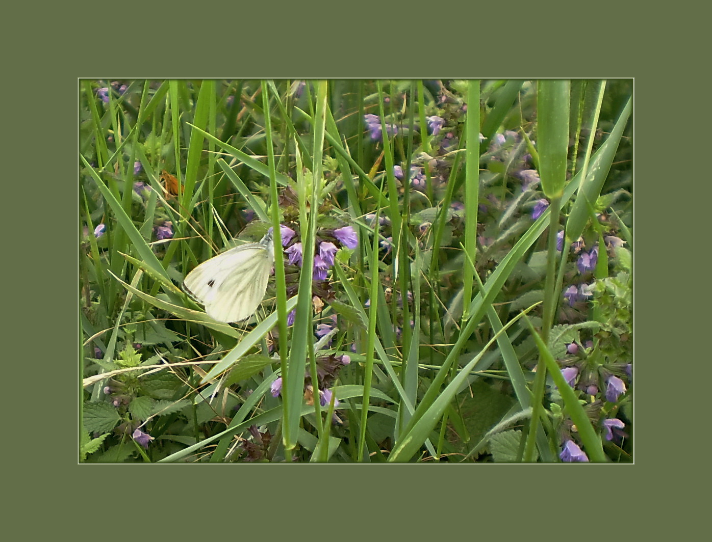 Die Natur und ihre Geschenke