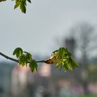 Die Natur verdeckt kriegerische Historie 