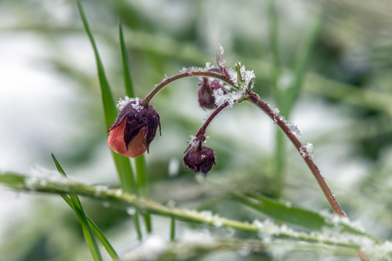 Die Natur verneigt sich