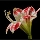 Die Natur verschenkt in der Weihnachtszeit die schönen Amaryllis ( Rittersterne )