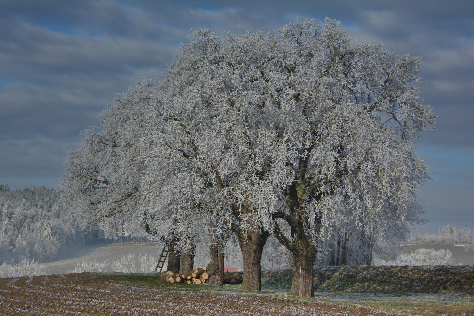 die Natur verzaubert...