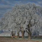 die Natur verzaubert...