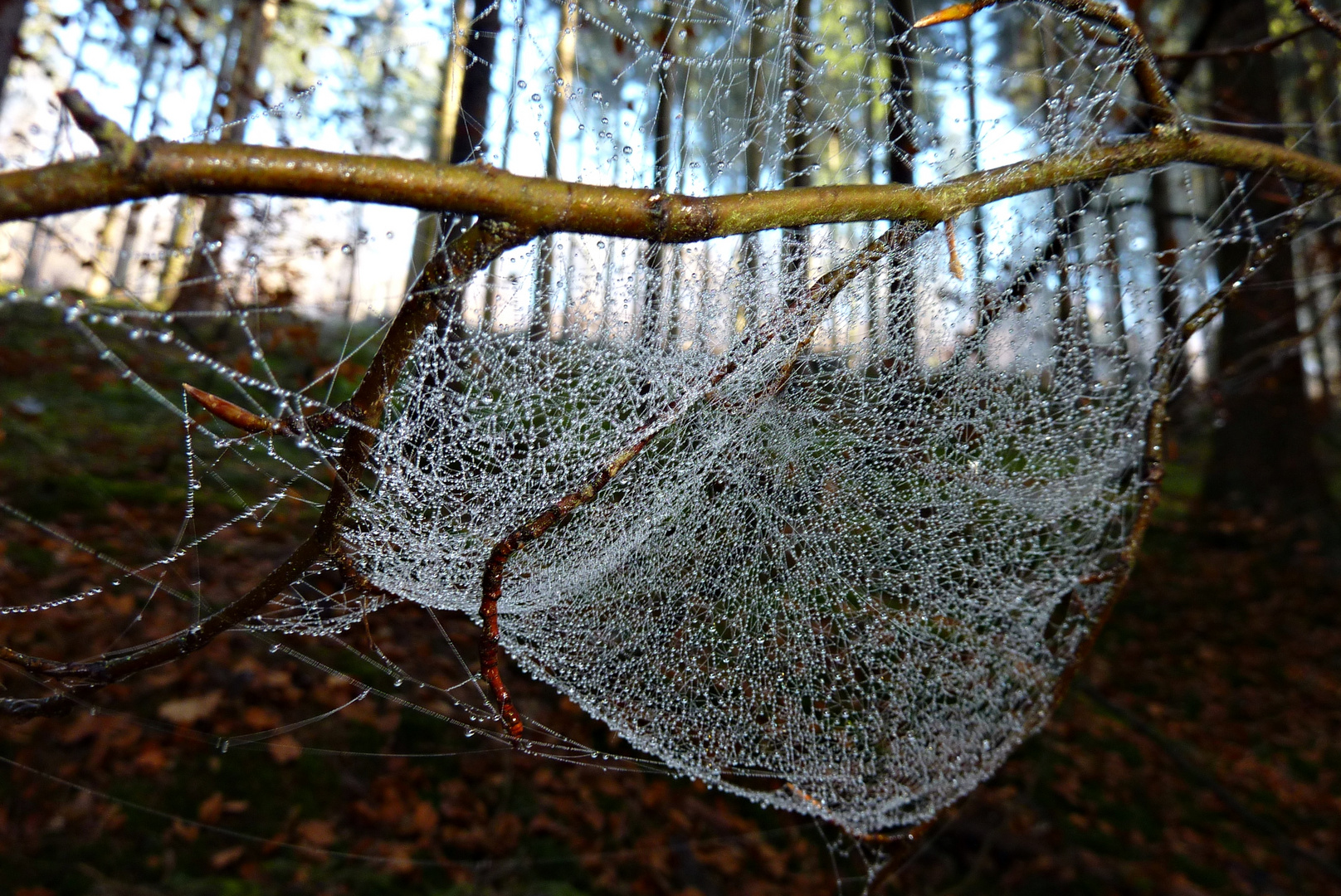 Die Natur zaubert weiter....