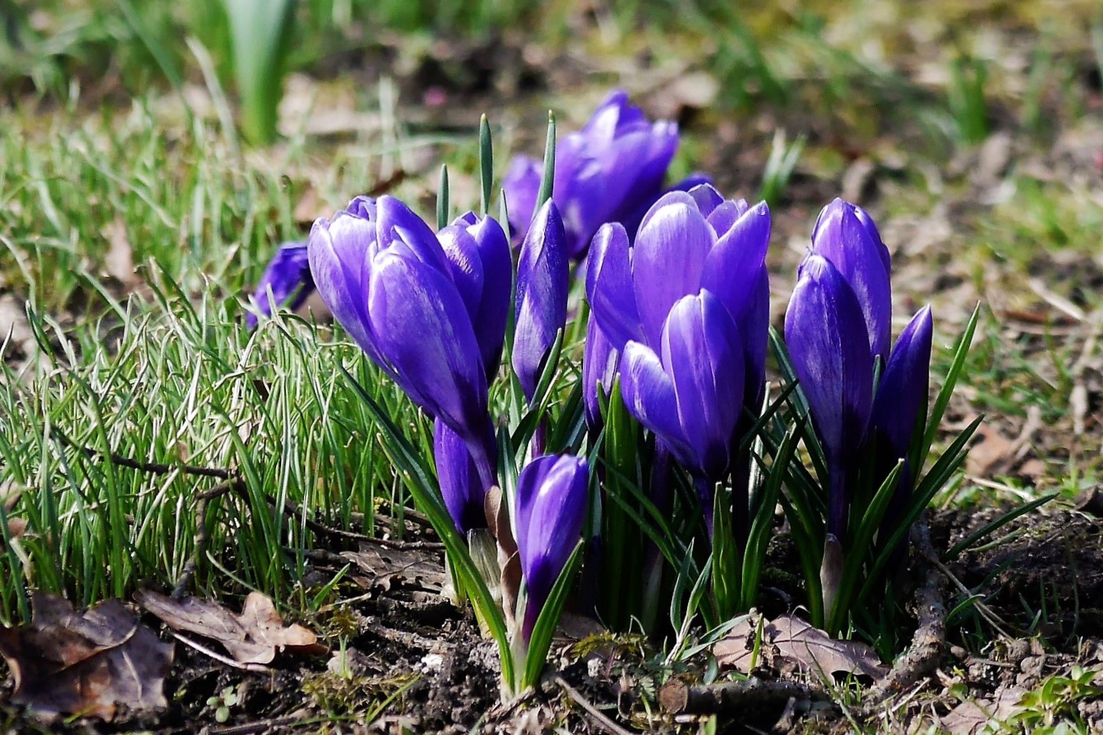 die Natur zeigt Blau