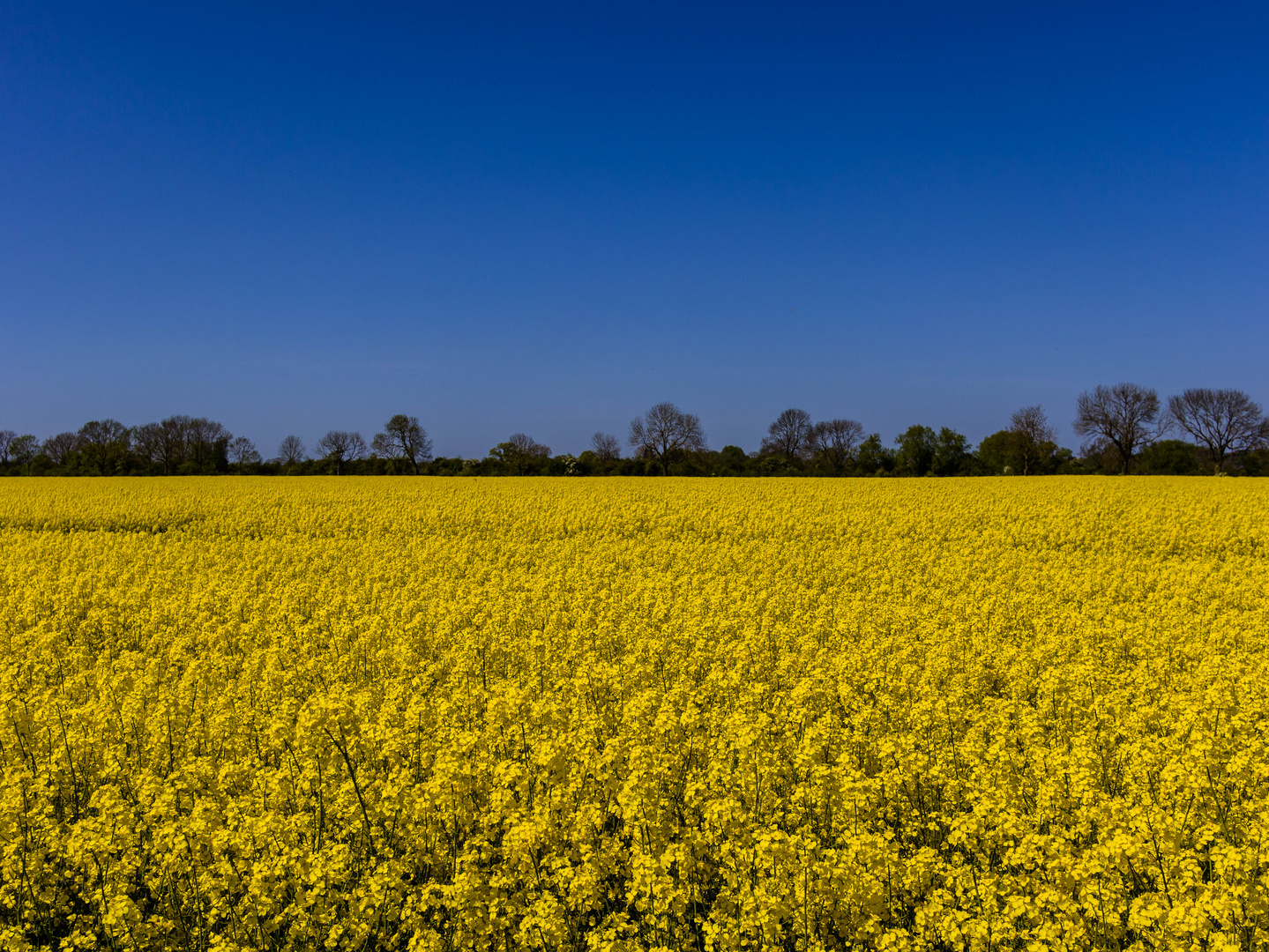 die natur zeigt deutlich solidarität mit der überfallenen ukraine!