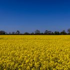 die natur zeigt deutlich solidarität mit der überfallenen ukraine!